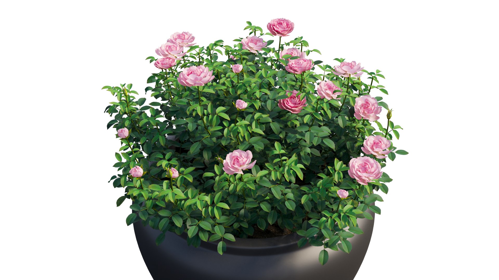 modelo 3d Planta de rosas en maceta set 03 - TurboSquid 1728108