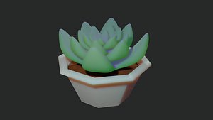 Succulent plant