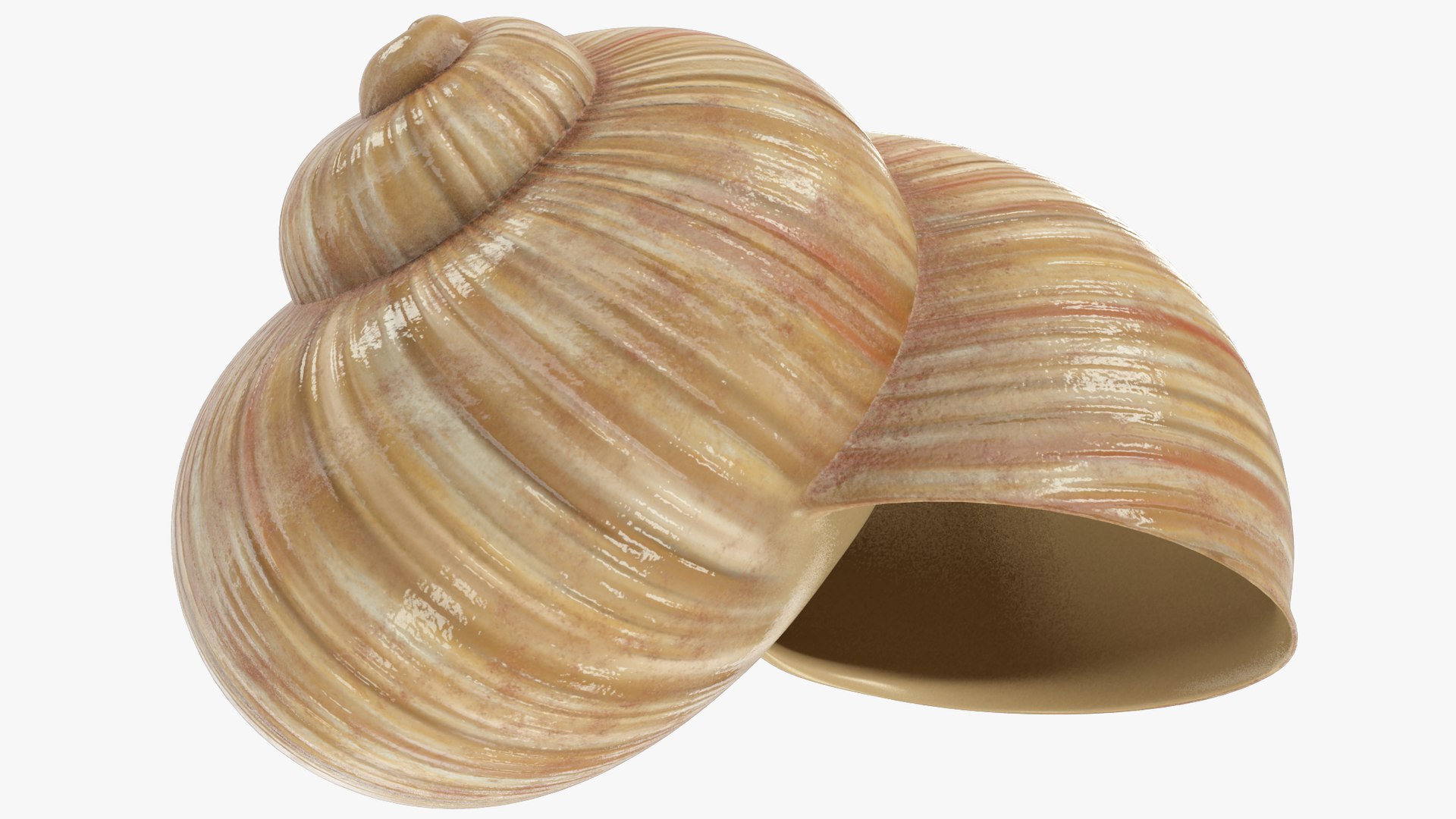 3D Snail V1 https://p.turbosquid.com/ts-thumb/tO/ojB9nZ/9t/ss1_001/png/1665534431/1920x1080/fit_q87/7fb7fce5a8cfc252e949cebcb9af34012642b822/ss1_001.jpg