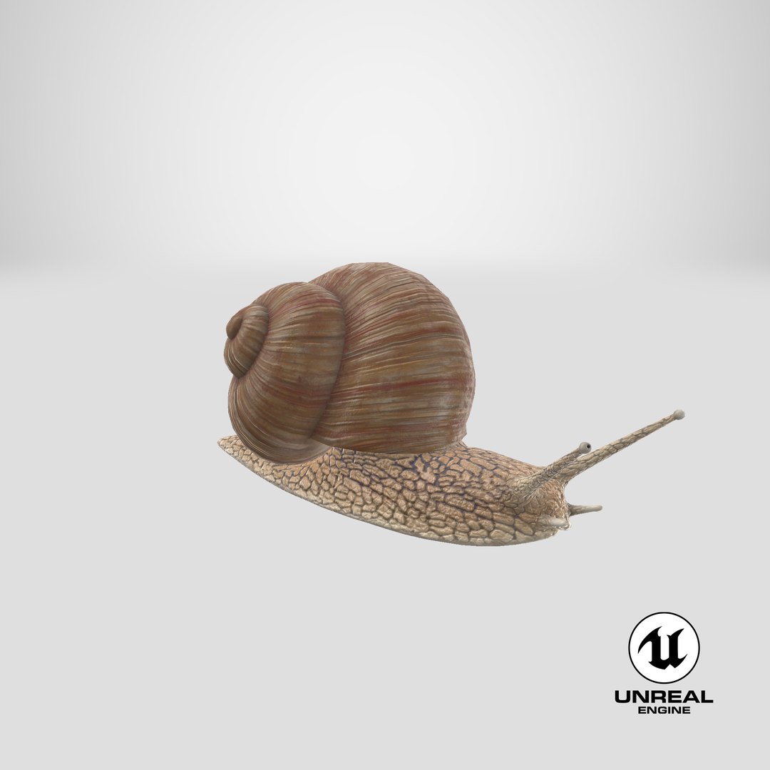 3D Snail V1 https://p.turbosquid.com/ts-thumb/tO/ojB9nZ/AQ/stemcell_unreal_render/png/1666302028/1920x1080/fit_q87/62556594612c48130744e86724c07a3e15f37476/stemcell_unreal_render.jpg