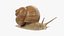 Snail V1