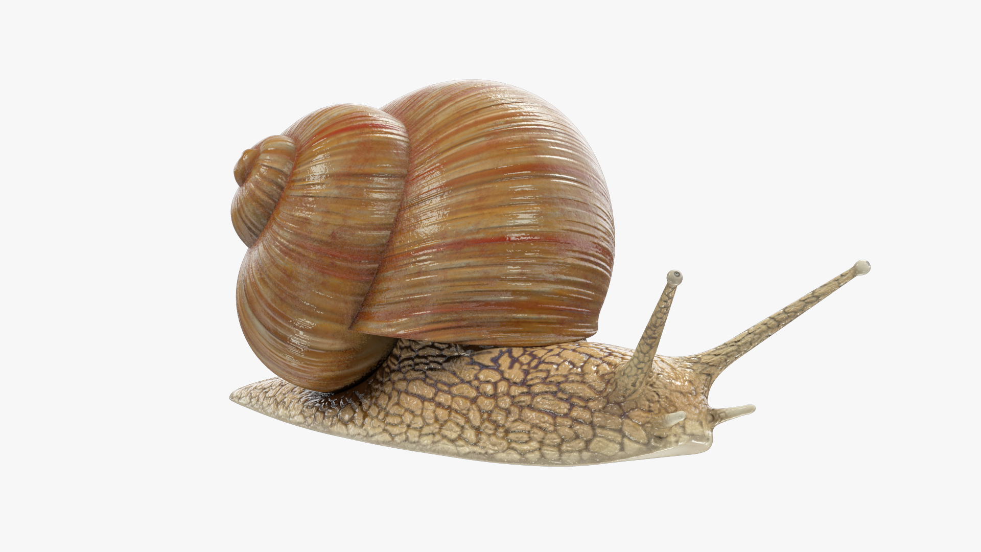 3D Snail V1 https://p.turbosquid.com/ts-thumb/tO/ojB9nZ/Eq/s1render/jpg/1665534446/1920x1080/turn_fit_q99/29c8f2de5a069152aa590245835037a86ff18547/s1render-1.jpg