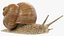 Snail V1