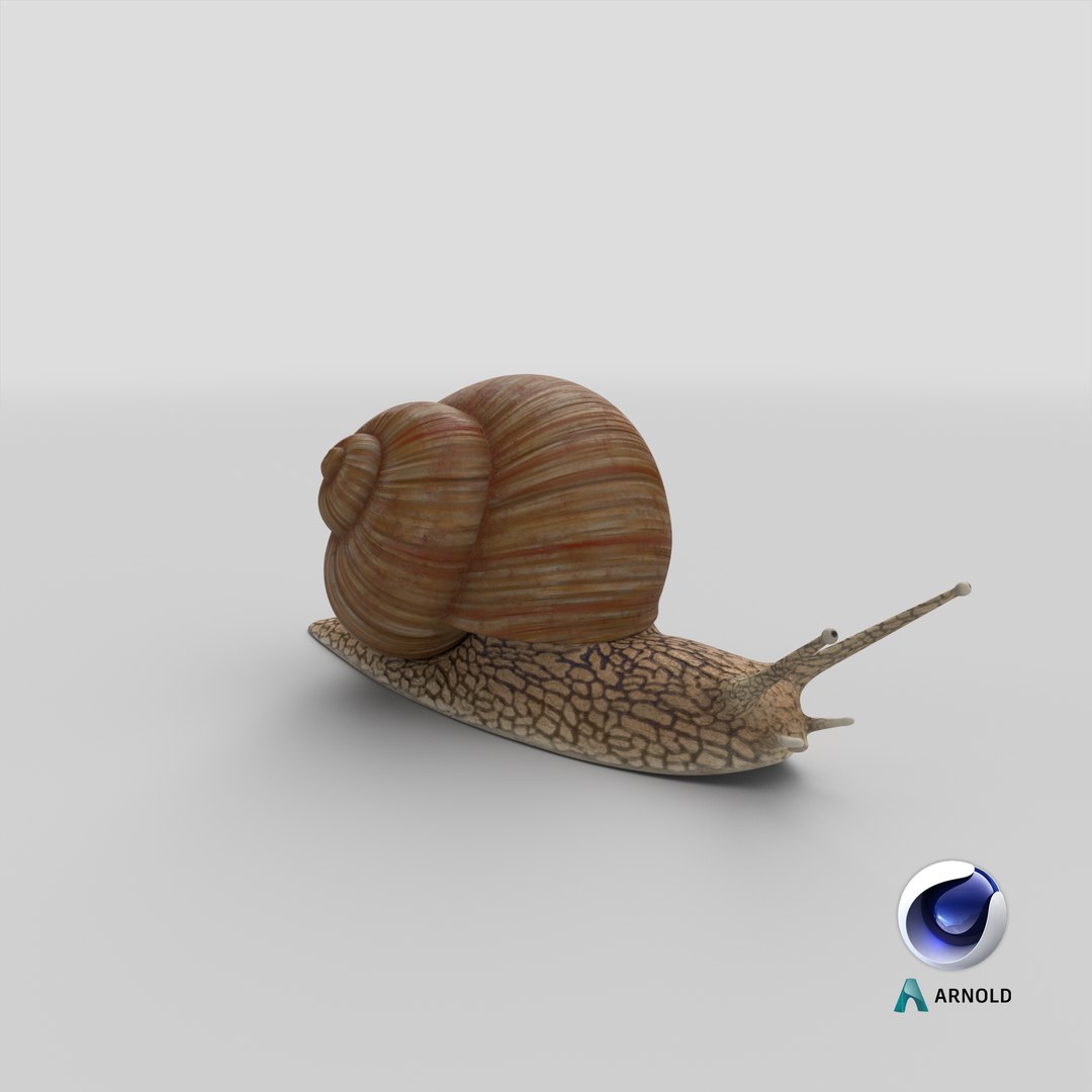 3D Snail V1 https://p.turbosquid.com/ts-thumb/tO/ojB9nZ/JO/stemcell_cinema_4d_arnold_render/png/1666302025/1920x1080/fit_q87/17699ed5d620fd0a4635c7a4322fc383ff85dded/stemcell_cinema_4d_arnold_render.jpg