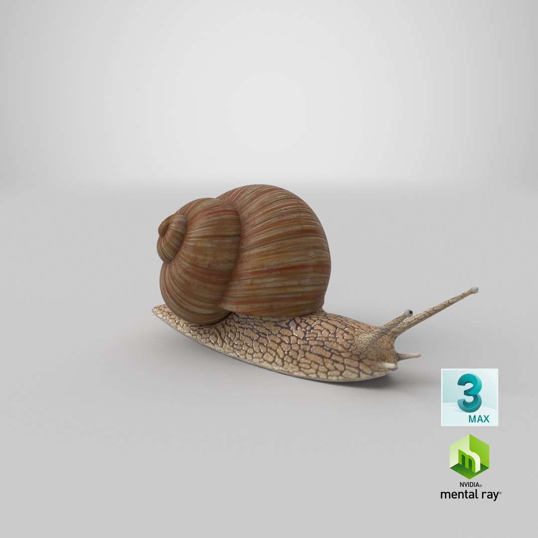 3D Snail V1 https://p.turbosquid.com/ts-thumb/tO/ojB9nZ/UA/stemcell_max_mental_ray_render/png/1666302031/1920x1080/fit_q87/fa26af1cf564bbcfa5a1882248c4521213ccff55/stemcell_max_mental_ray_render.jpg
