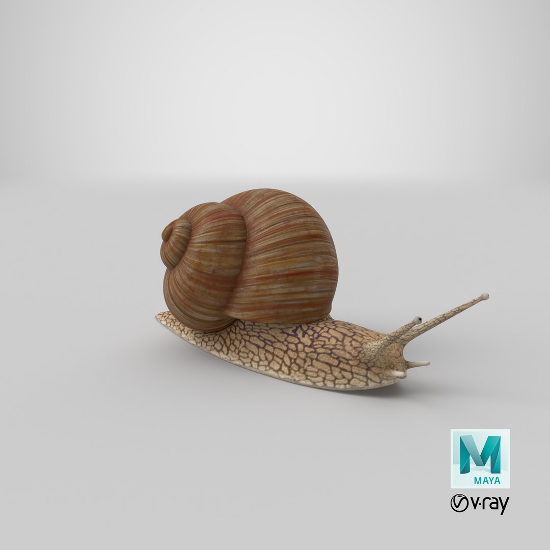 3D Snail V1 https://p.turbosquid.com/ts-thumb/tO/ojB9nZ/WT/stemcell_maya_vray_render/png/1666302038/1920x1080/fit_q87/c4fd3ed9cb901917b1b6be3a32f4e15e26eb937f/stemcell_maya_vray_render.jpg