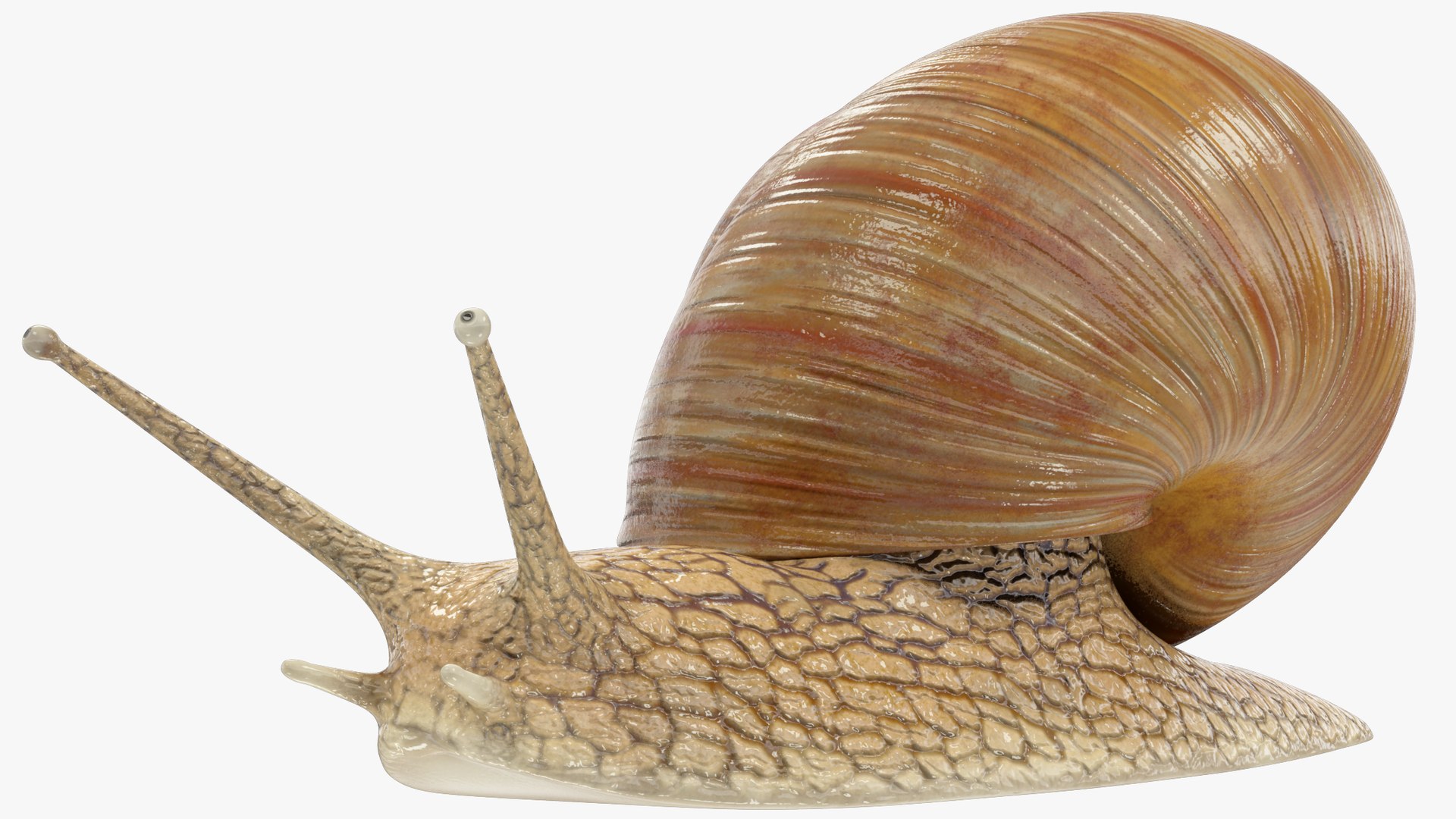 3D Snail V1 https://p.turbosquid.com/ts-thumb/tO/ojB9nZ/gS/s1_004_004/png/1665534412/1920x1080/fit_q87/73482ddaee068b7b2fa7432c43f1c0936cda8672/s1_004_004.jpg