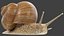 Snail V1