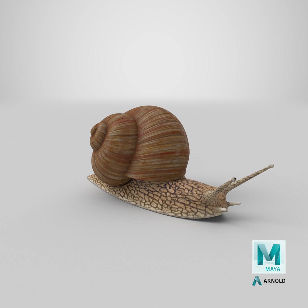3D Snail V1 https://p.turbosquid.com/ts-thumb/tO/ojB9nZ/o6/stemcell_maya_arnold_render/png/1666302034/1920x1080/fit_q87/143202f7e47a40cc936f1837207824144f09c509/stemcell_maya_arnold_render.jpg