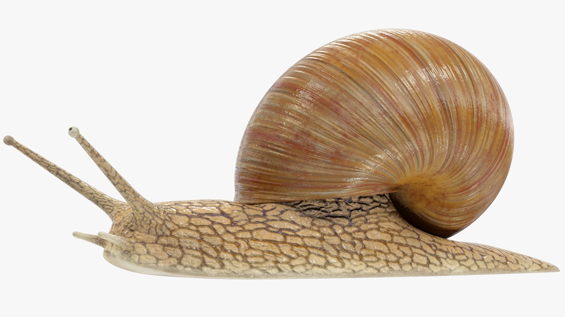 3D Snail V1 https://p.turbosquid.com/ts-thumb/tO/ojB9nZ/wN/s1_004_005/png/1665534412/1920x1080/fit_q87/86770d3b90bfb7a2007ce323dae08549cc57577e/s1_004_005.jpg