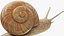 Snail V1