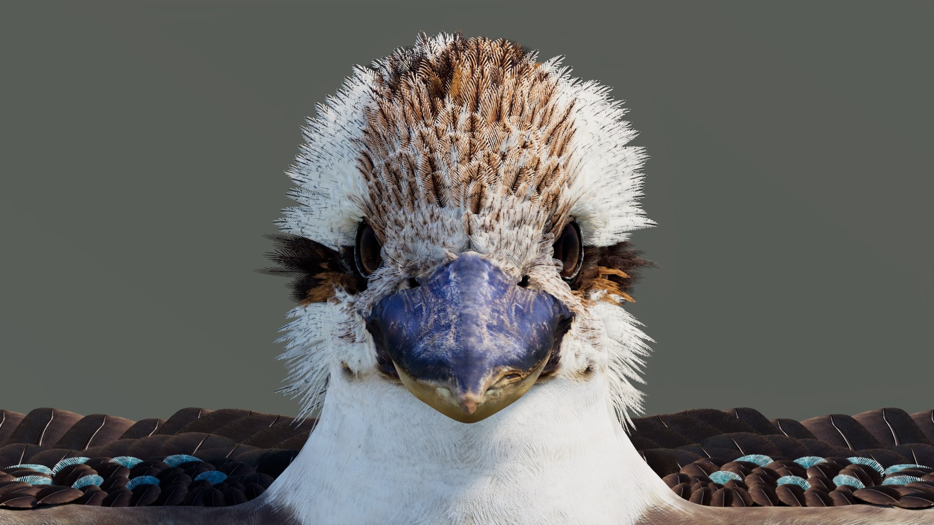 3D model Game-Ready Kookaburra 3D Model https://p.turbosquid.com/ts-thumb/tO/sQNZi3/3l/kookaburra3dmodel10/jpg/1791397424/1920x1080/fit_q87/e4345211cf1fa5e9978efdb95ff56b1462f96915/kookaburra3dmodel10.jpg