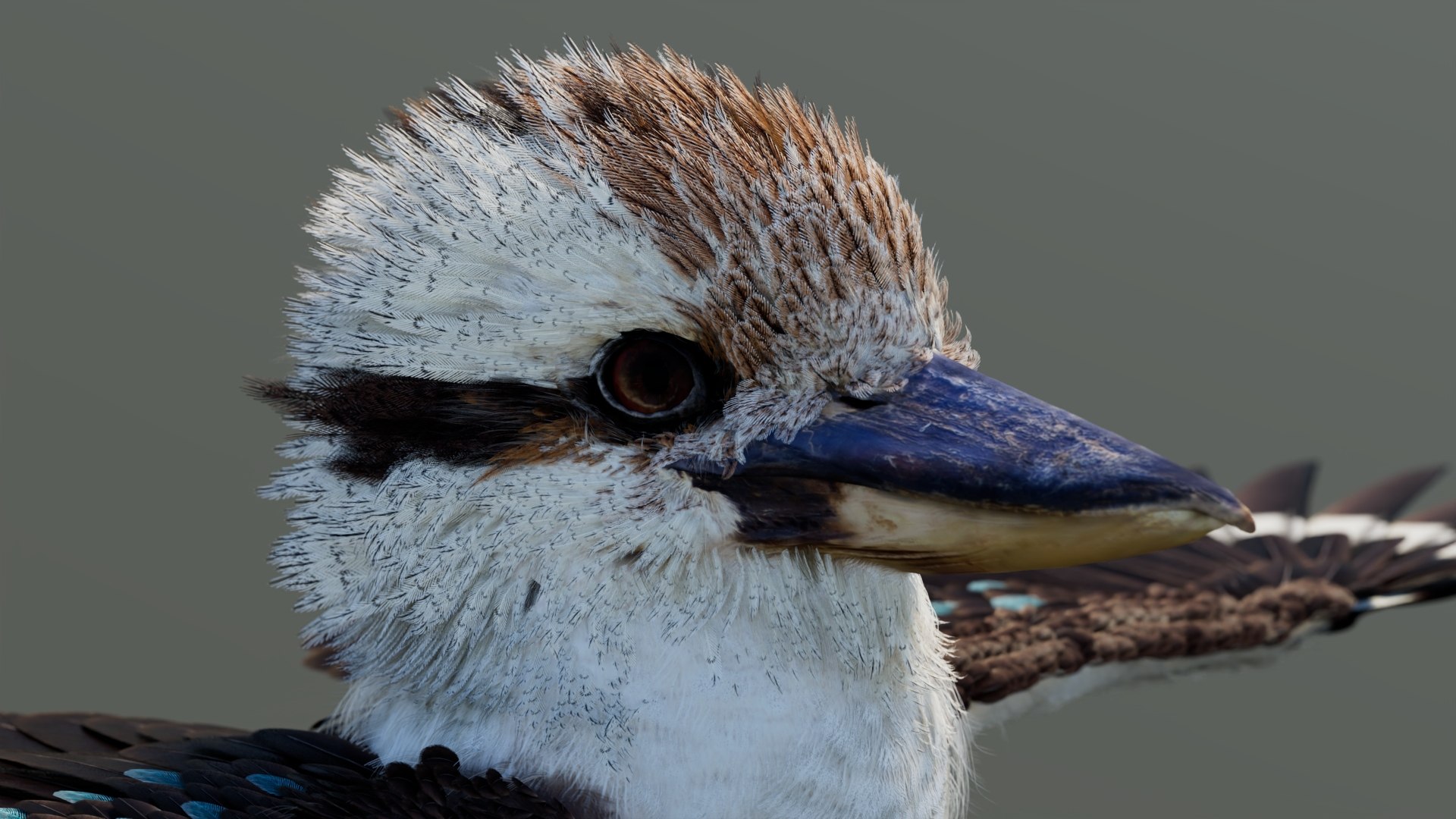 3D model Game-Ready Kookaburra 3D Model https://p.turbosquid.com/ts-thumb/tO/sQNZi3/Ad/kookaburra3dmodel11/jpg/1791397425/1920x1080/fit_q87/09535b63161fdc4b52ed452fb45a67c43241710a/kookaburra3dmodel11.jpg