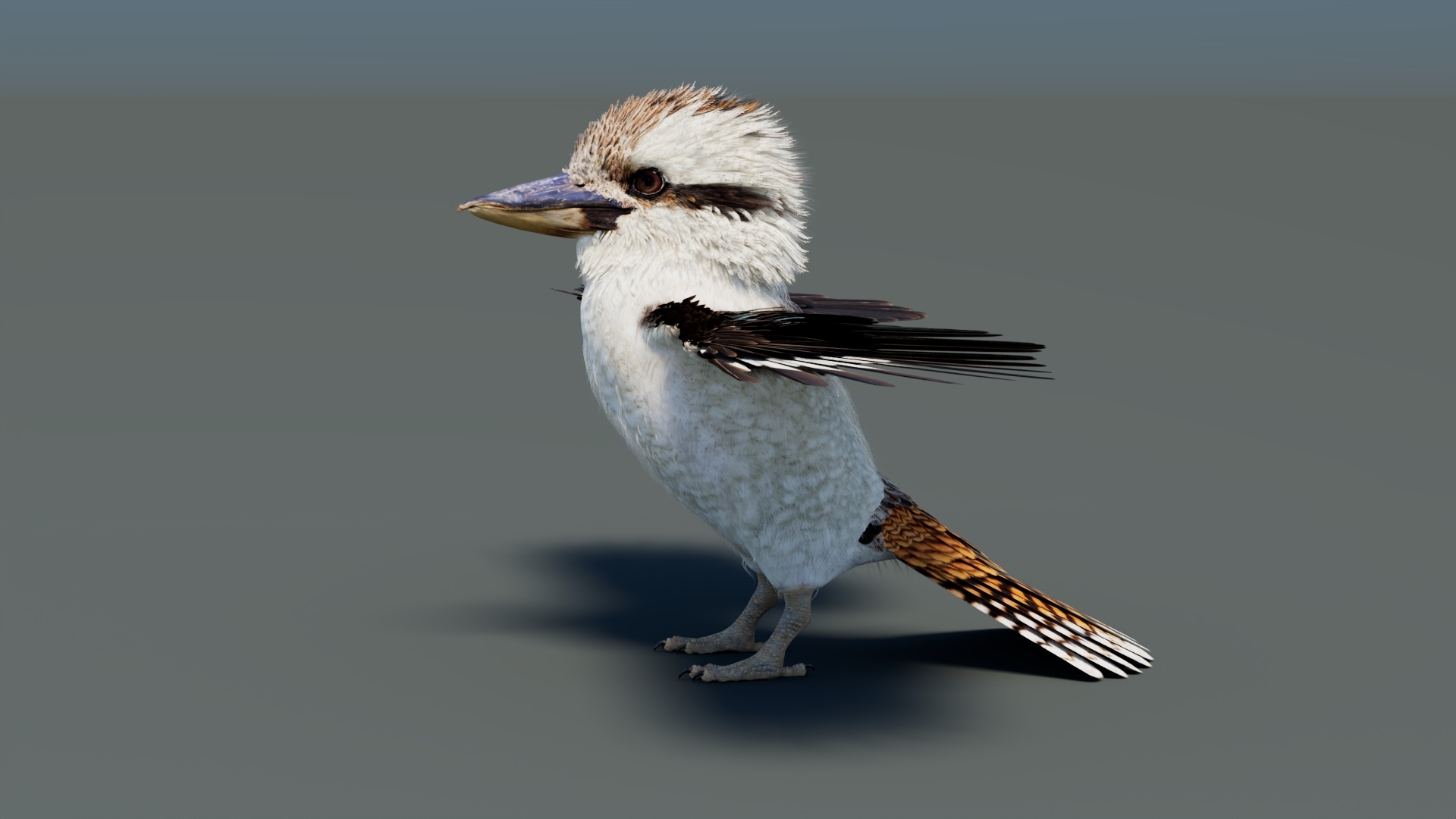3D model Game-Ready Kookaburra 3D Model https://p.turbosquid.com/ts-thumb/tO/sQNZi3/TO/kookaburra3dmodel/jpg/1791397458/1920x1080/turn_fit_q99/9688438bbdb33e54449b0275ef4d6b64eac818e6/kookaburra3dmodel-1.jpg