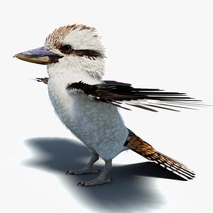 Game-Ready Kookaburra 3D Model