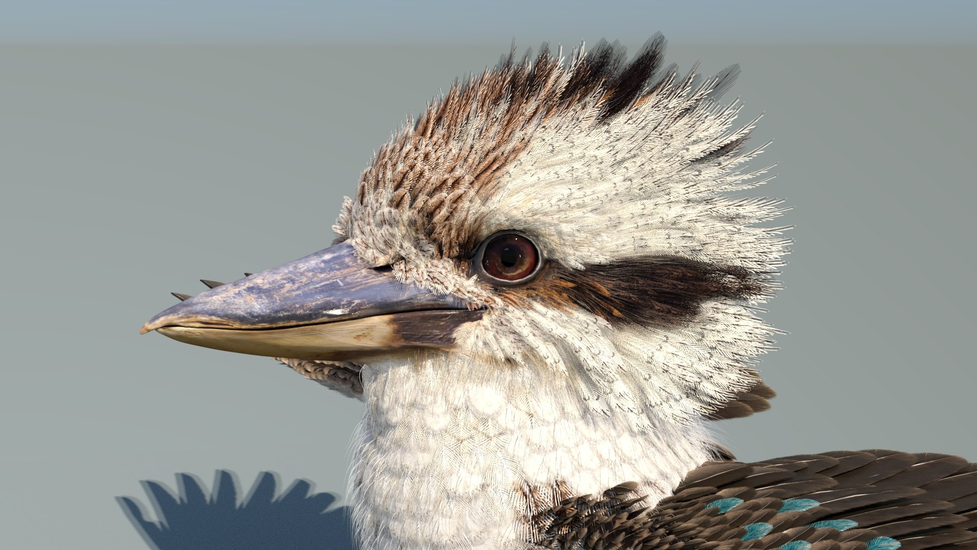 3D model Game-Ready Kookaburra 3D Model https://p.turbosquid.com/ts-thumb/tO/sQNZi3/vA/kookaburra3dmodel09/jpg/1791397424/1920x1080/fit_q87/fb8eec88a034523ab4056f4ae02def555f048a84/kookaburra3dmodel09.jpg