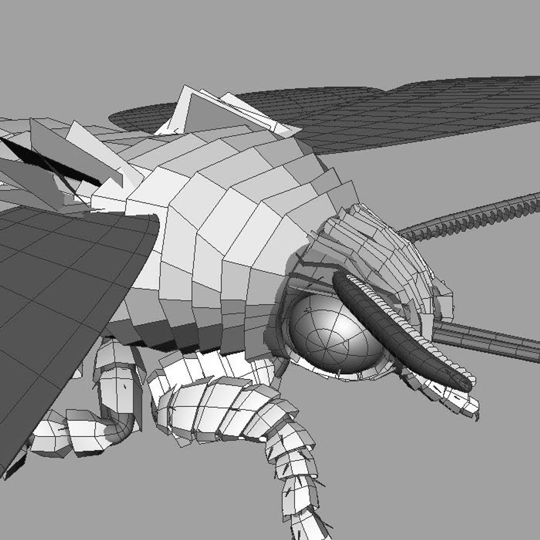 3d Acherontia Atropos Death Hawkmoth Model