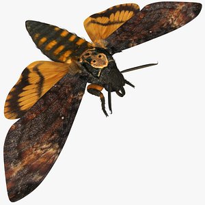 Acherontia Atropos 'Death's Head Hawkmoth'