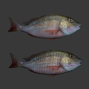 Fish