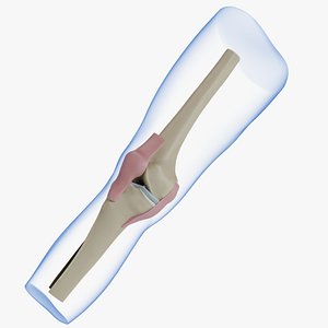 Knee anatomy