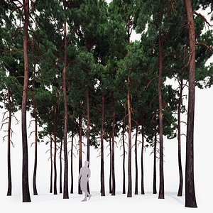 Forest Scots Pines