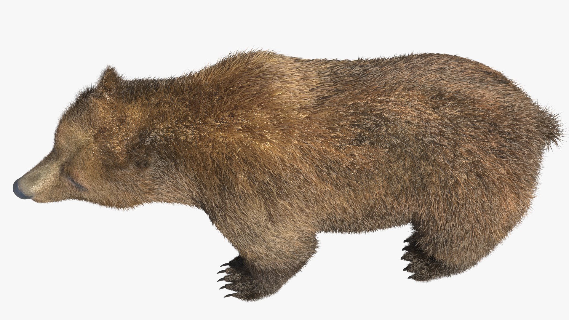 Realistic Bear Model with Groomed Fur model https://p.turbosquid.com/ts-thumb/tP/HNd3vB/IE/realistic_bear_model_with_groomed_fur_007/jpg/1754436968/1920x1080/fit_q87/63ae0bb9998fd8c58347681d067f60a509c4e226/realistic_bear_model_with_groomed_fur_007.jpg