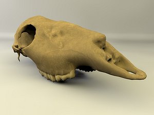 3d deer skull