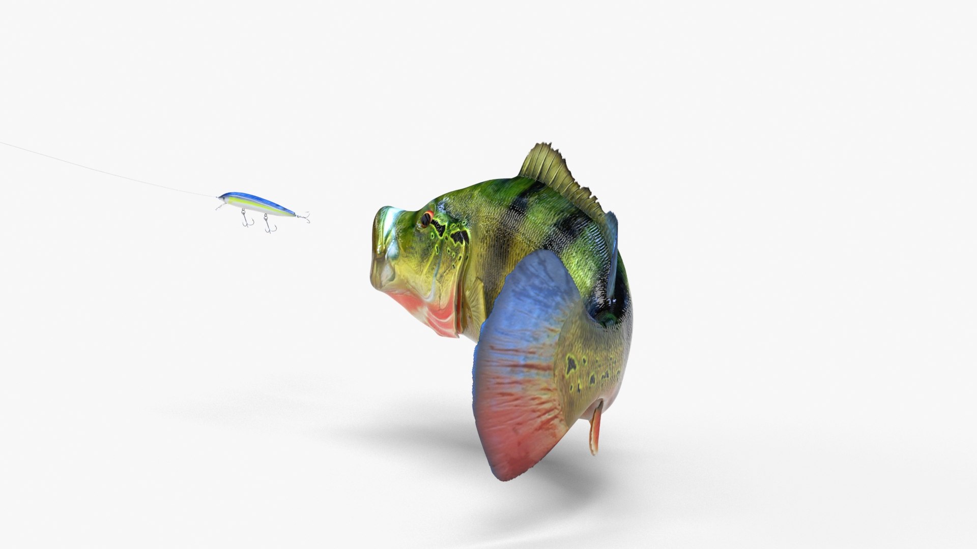peacock bass 3D model https://p.turbosquid.com/ts-thumb/tP/Phv0hK/MkHBnXxk/peacockbass_03/jpg/1582493180/1920x1080/fit_q87/8f03012df497e89d1618bec92f32e0567572d6df/peacockbass_03.jpg