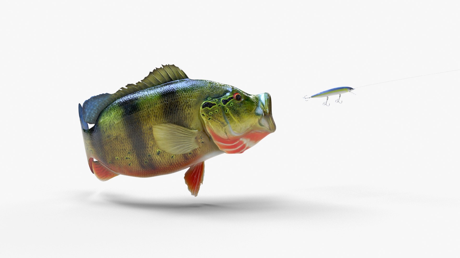 peacock bass 3D model https://p.turbosquid.com/ts-thumb/tP/Phv0hK/ZQmx3CO5/peacockbass_06/jpg/1582493180/1920x1080/fit_q87/42ffc51a0efb8bd8e83a09dea104c40a2e6225f0/peacockbass_06.jpg