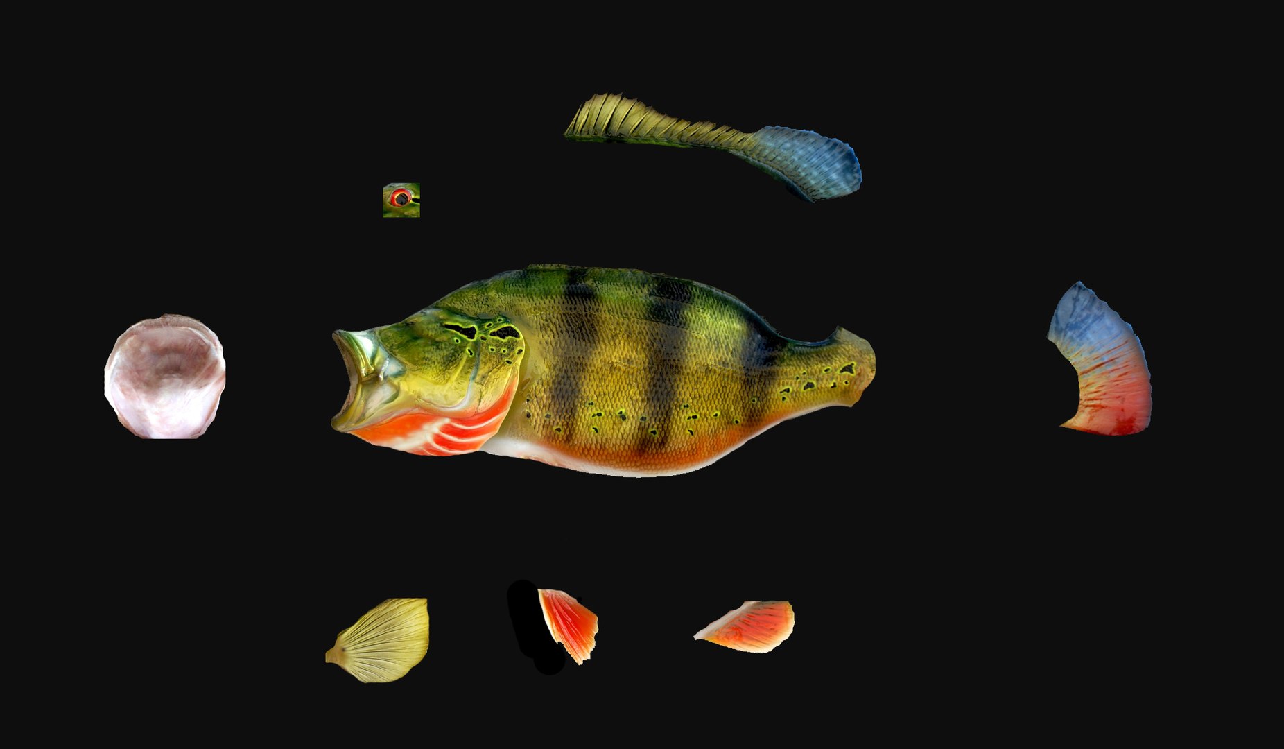 peacock bass 3D model https://p.turbosquid.com/ts-thumb/tP/Phv0hK/l1vQBXhq/peacockbass_texture/jpg/1582493449/1920x1080/fit_q87/20d01ac2156d10c3c30e9dde1af7e2820d526771/peacockbass_texture.jpg