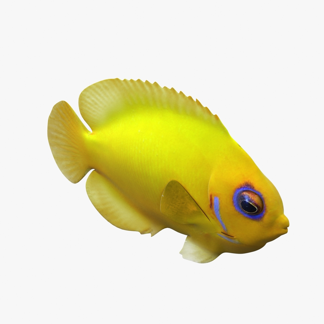 3dsmax lemon lauwiliwili tropical fish