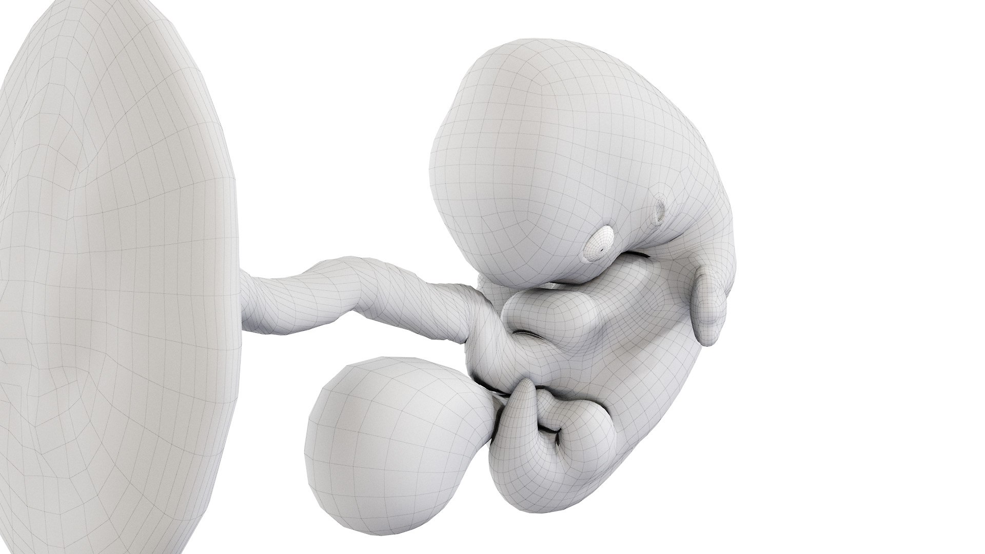 Fetus Week 7 Static Model - TurboSquid 1875336