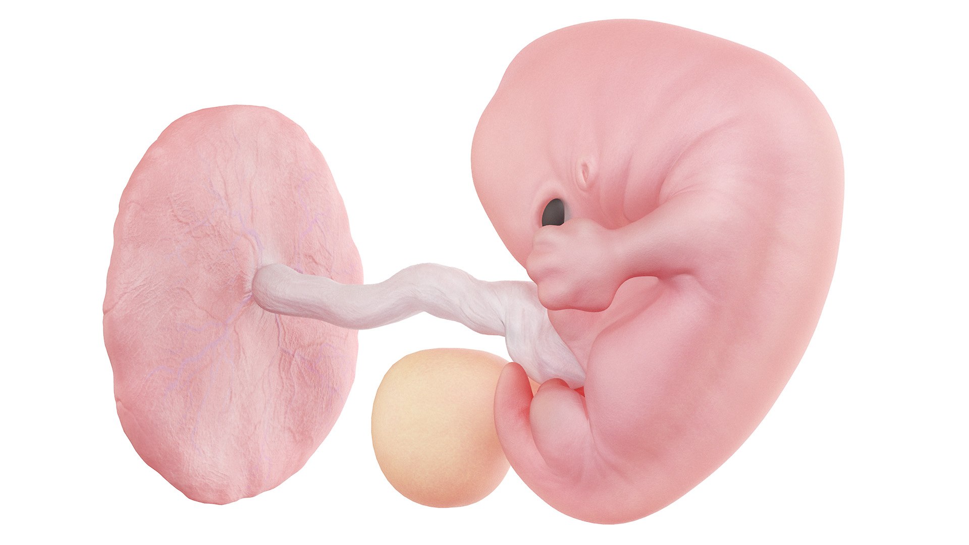 Fetus Week 7 Static Model - TurboSquid 1875336