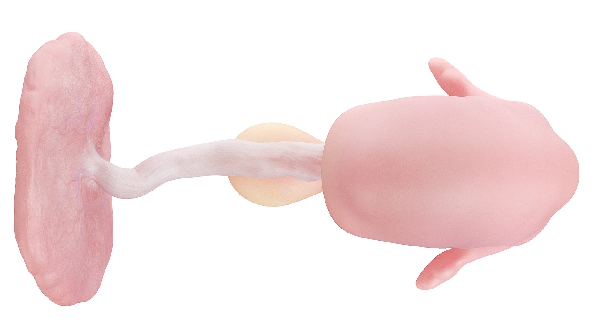 Fetus Week 7 Static Model - TurboSquid 1875336