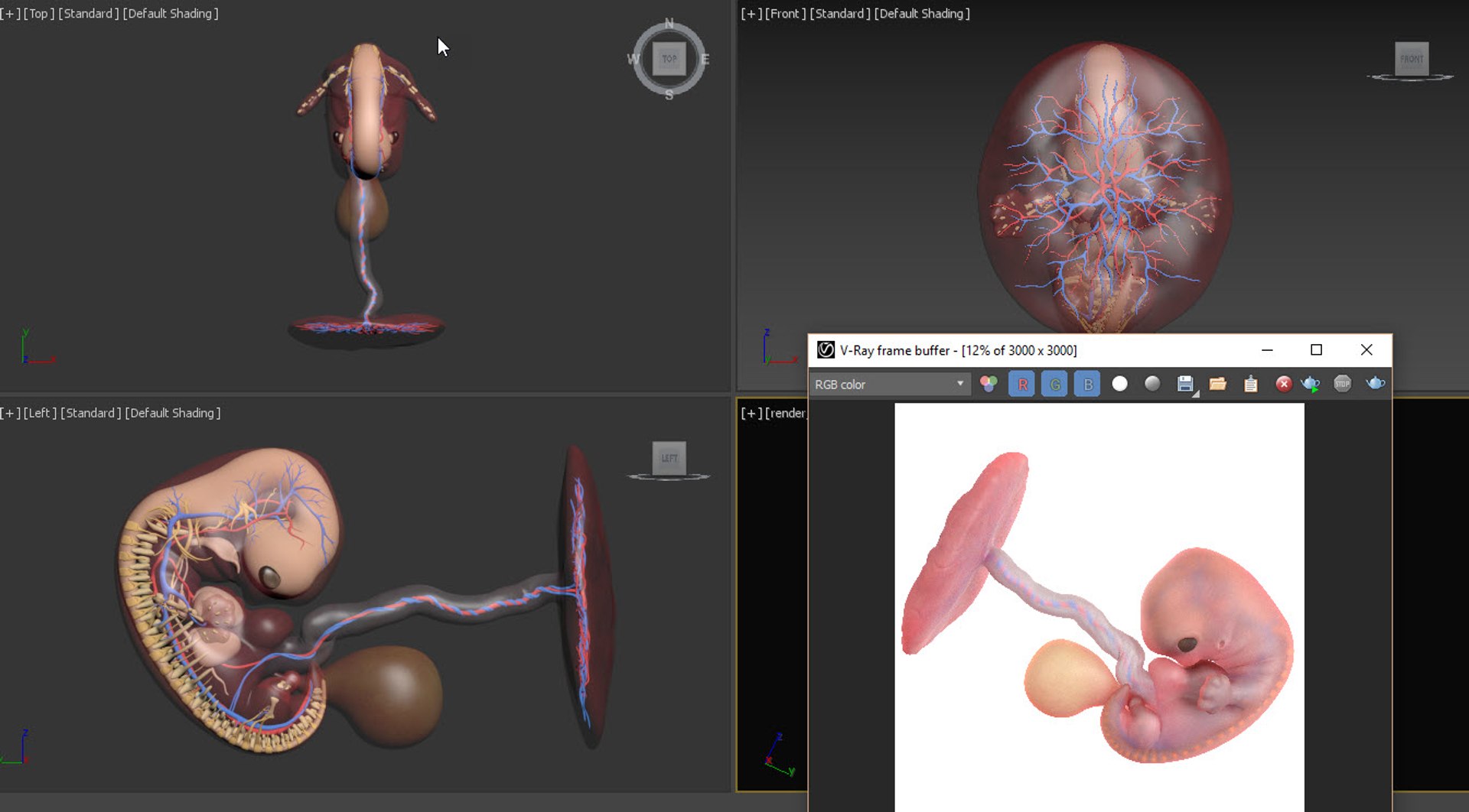 Fetus Week 7 Static Model - TurboSquid 1875336
