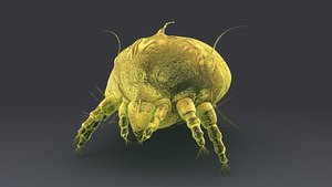 3d model sarcoptes scabiei itch