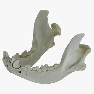 french bulldog jaw 01 model