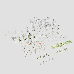 Wild Flower Plant Pack