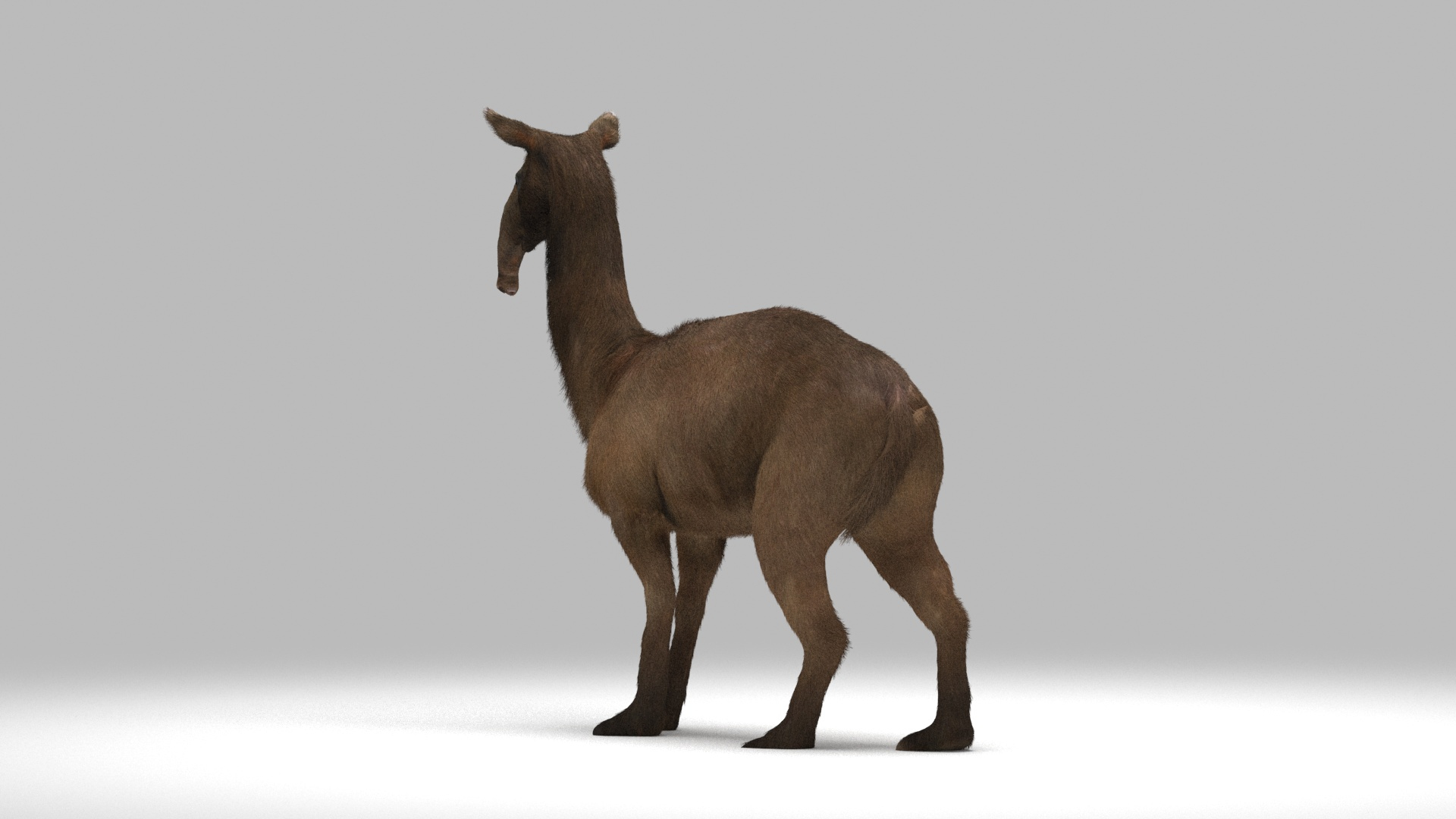 Macrauchenia model TurboSquid 1668428