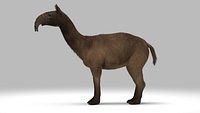 Macrauchenia Updated