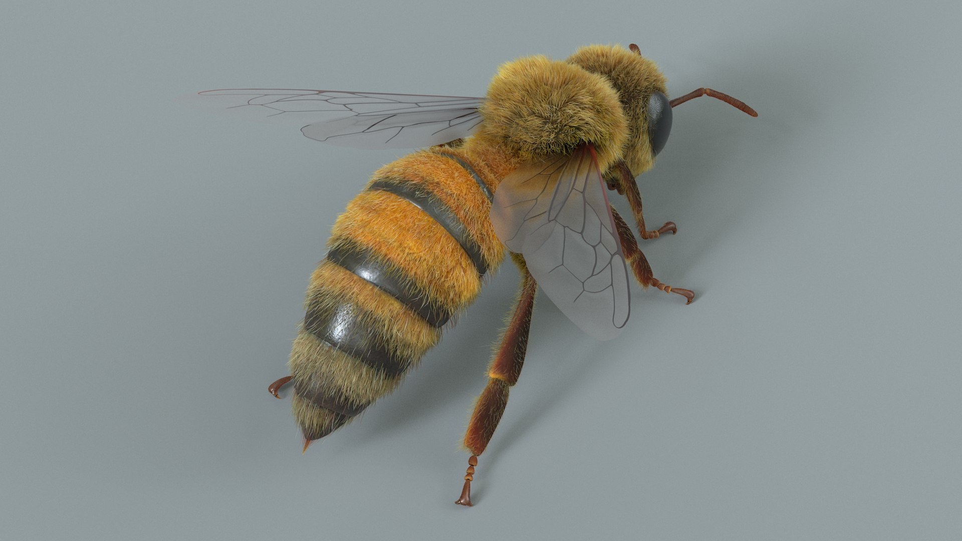 Flying Insects Pack Rigged: Bumblebee, Bee, Wasp, Ladybug 3D model https://p.turbosquid.com/ts-thumb/tP/rVNwBv/0i/bee_rigged_04/jpg/1775825754/1920x1080/fit_q87/481ceb8be5b3160335af986be804b01f15ff8bdd/bee_rigged_04.jpg