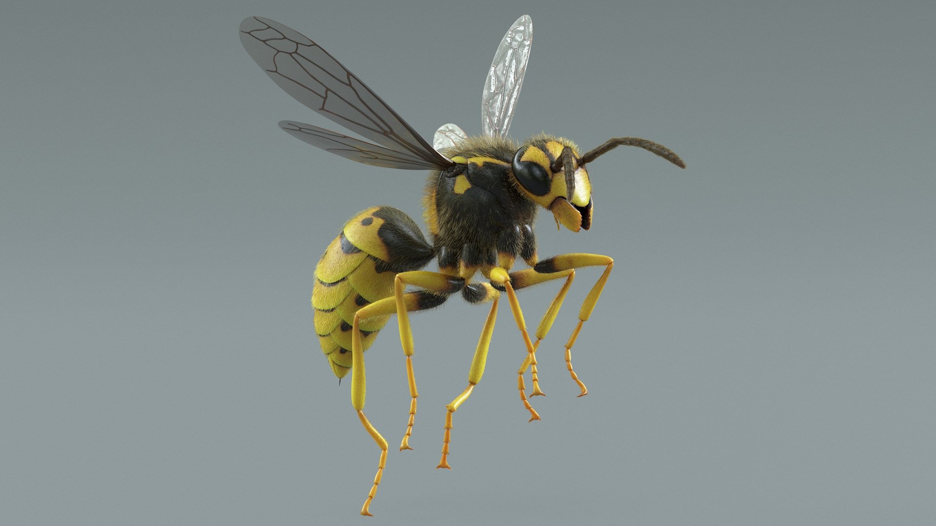 Flying Insects Pack Rigged: Bumblebee, Bee, Wasp, Ladybug 3D model https://p.turbosquid.com/ts-thumb/tP/rVNwBv/5J/wasp_02/jpg/1775825556/1920x1080/fit_q87/bfbed57e8fe0d82834ccd2bc2ef08c906fc591a6/wasp_02.jpg