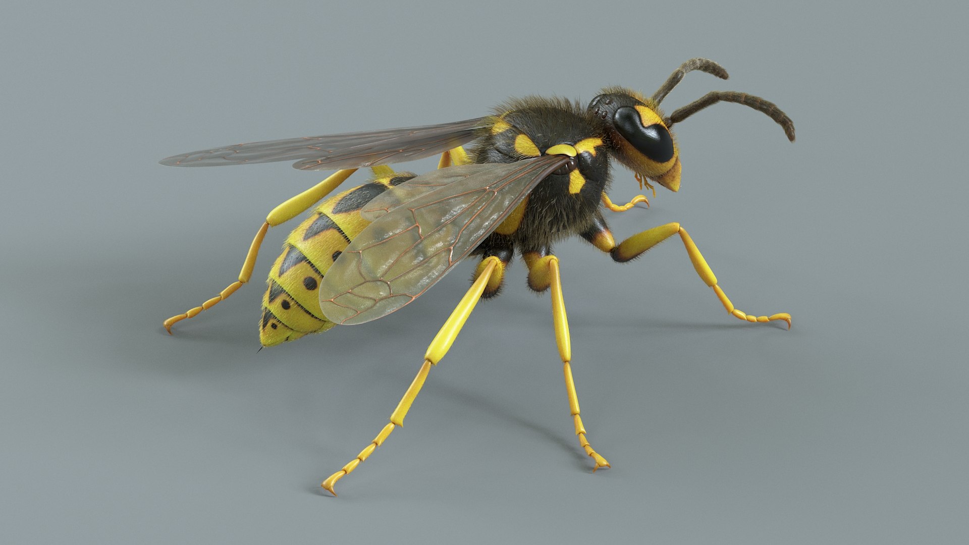 Flying Insects Pack Rigged: Bumblebee, Bee, Wasp, Ladybug 3D model https://p.turbosquid.com/ts-thumb/tP/rVNwBv/9d/wasp_06/jpg/1775825555/1920x1080/fit_q87/2d1233560ef418422ae838f4ee98ad611efc92f2/wasp_06.jpg