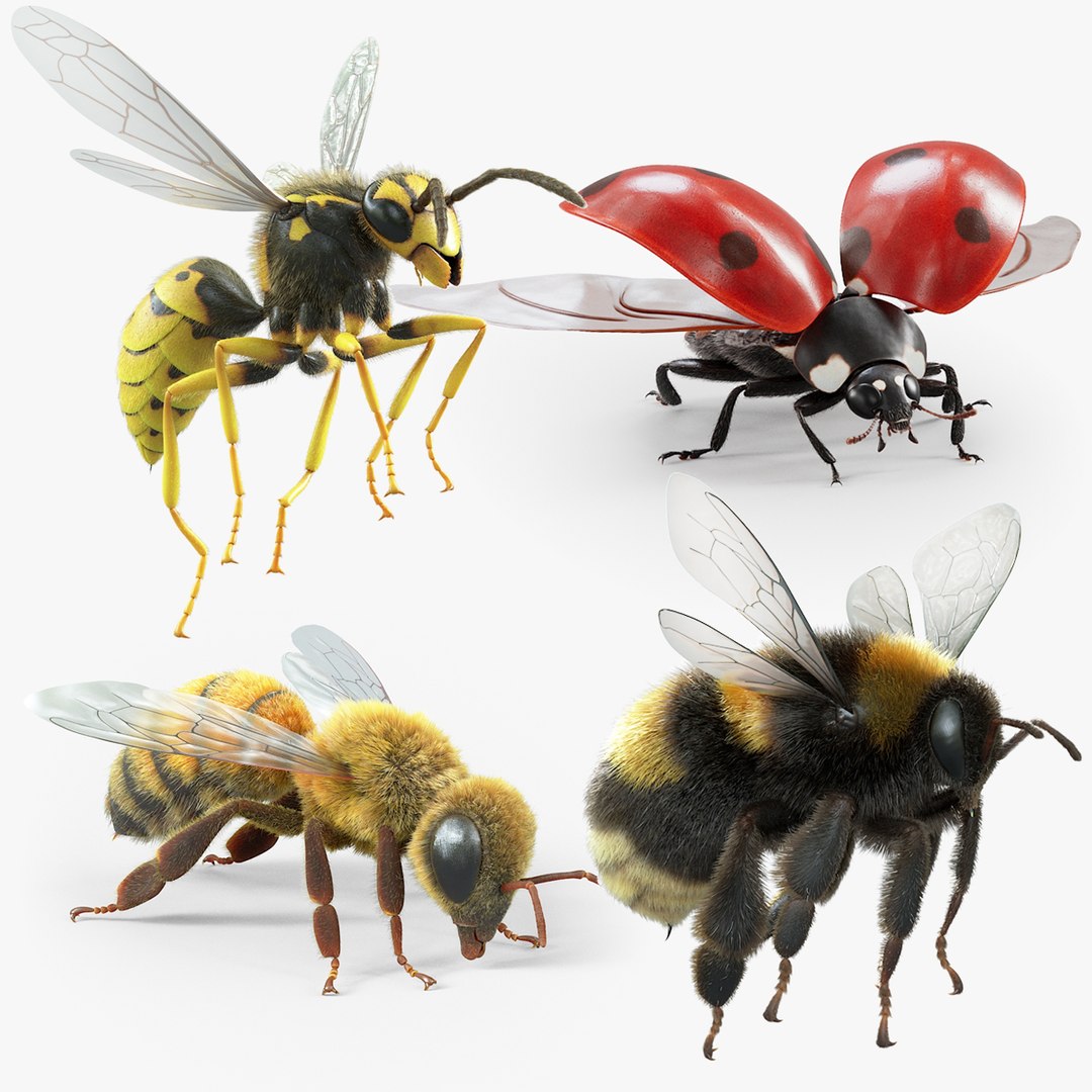 Flying Insects Pack Rigged: Bumblebee, Bee, Wasp, Ladybug 3D model https://p.turbosquid.com/ts-thumb/tP/rVNwBv/BY/flying_insects_bundle2_main/jpg/1775825083/1920x1080/fit_q87/f5e14bc06ec5fe8301c3d529fc332c4807a80a50/flying_insects_bundle2_main.jpg