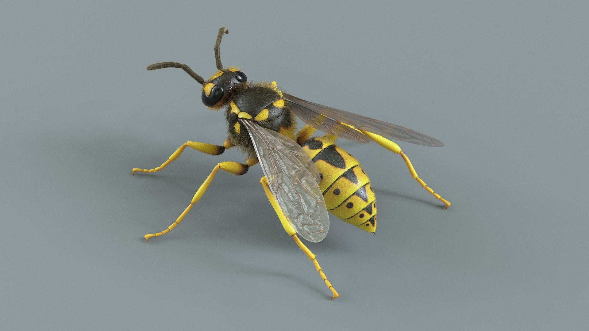 Flying Insects Pack Rigged: Bumblebee, Bee, Wasp, Ladybug 3D model https://p.turbosquid.com/ts-thumb/tP/rVNwBv/FQ/wasp_08/jpg/1775825559/1920x1080/fit_q87/41f7fccc7c70423c1bff88b6abc3c9927153dfe2/wasp_08.jpg