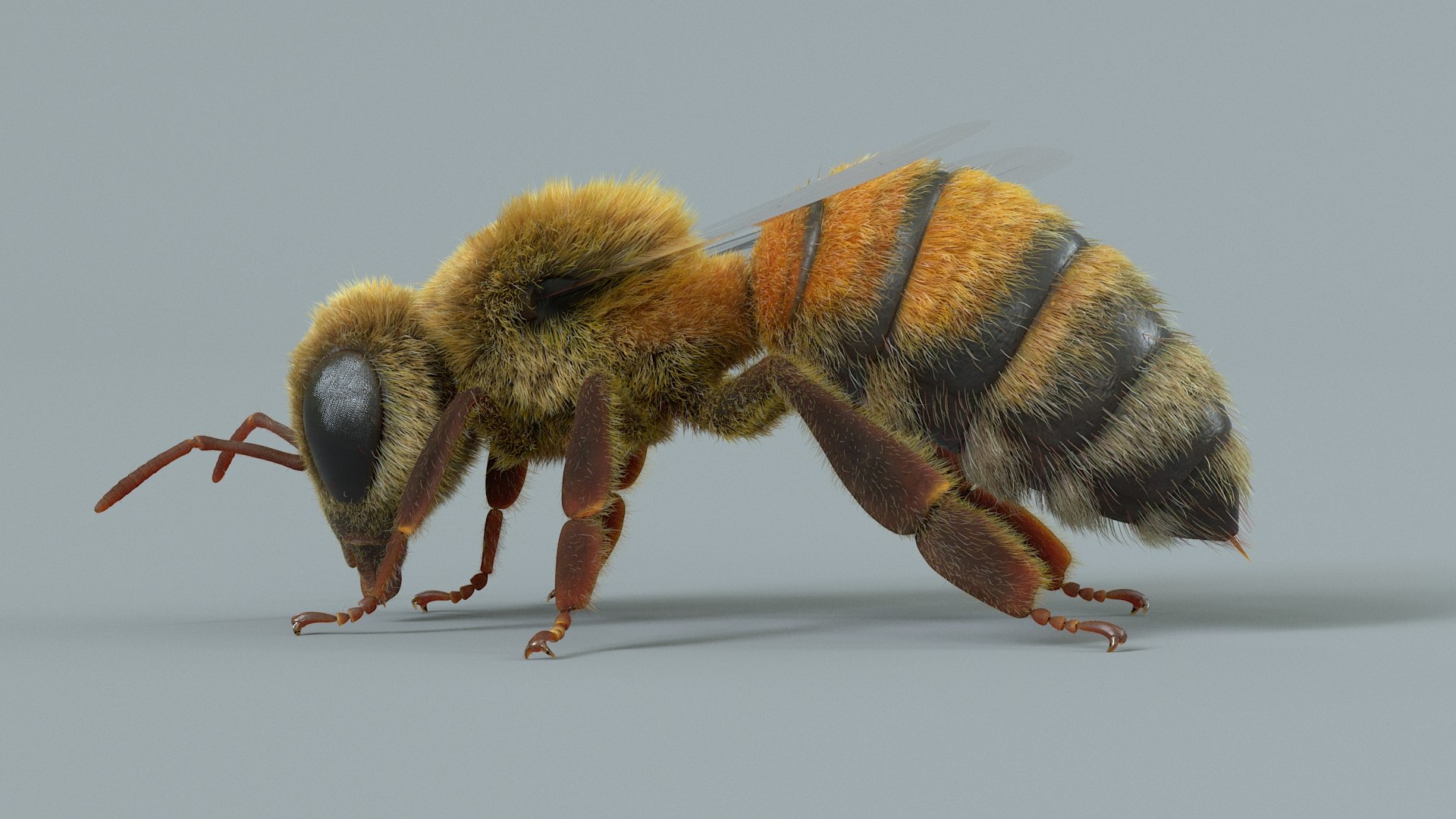 Flying Insects Pack Rigged: Bumblebee, Bee, Wasp, Ladybug 3D model https://p.turbosquid.com/ts-thumb/tP/rVNwBv/Wb/bee_rigged_07/jpg/1775825759/1920x1080/fit_q87/2355b7cfa1309d4e9e398c25c3b941a2551879aa/bee_rigged_07.jpg