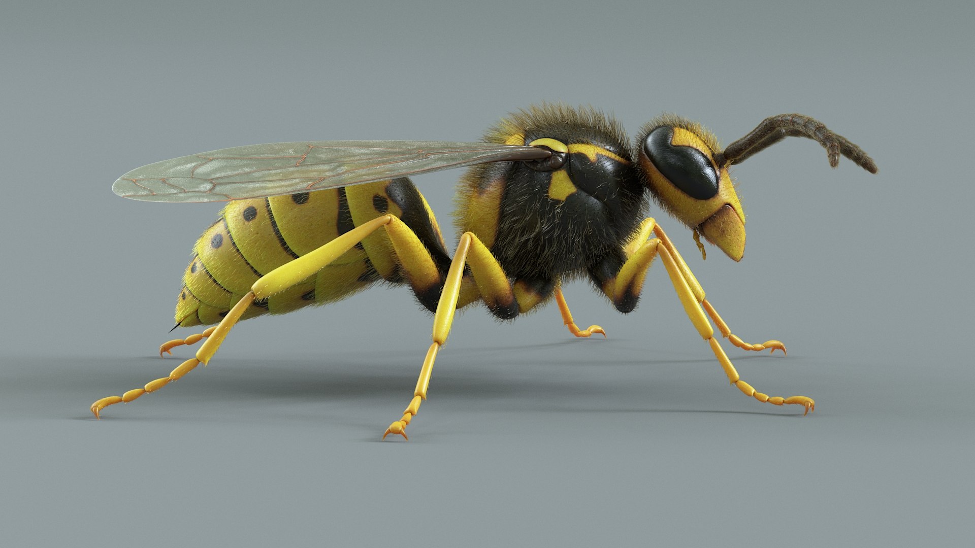 Flying Insects Pack Rigged: Bumblebee, Bee, Wasp, Ladybug 3D model https://p.turbosquid.com/ts-thumb/tP/rVNwBv/XF/wasp_12/jpg/1775825561/1920x1080/fit_q87/dcafc051c39b4a7e7bcbe71b5b978f9f55174ea9/wasp_12.jpg
