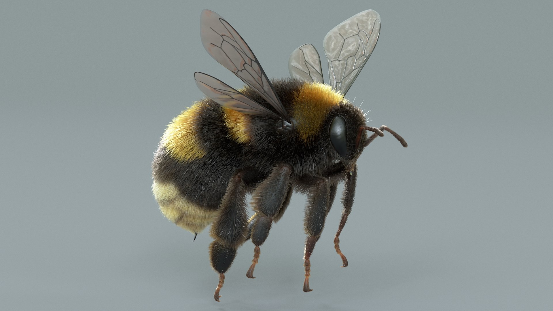 Flying Insects Pack Rigged: Bumblebee, Bee, Wasp, Ladybug 3D model https://p.turbosquid.com/ts-thumb/tP/rVNwBv/nF/bumblebee_02/jpg/1775825802/1920x1080/fit_q87/7ca5a9f18314dfa0472e0be41b33473653319207/bumblebee_02.jpg