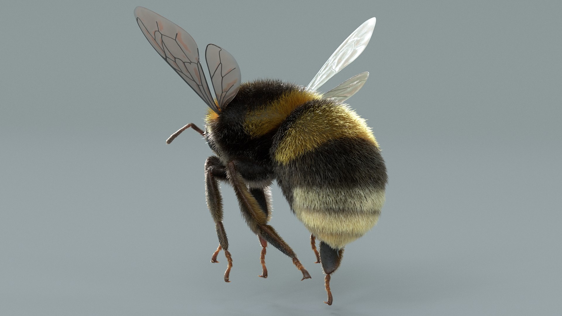 Flying Insects Pack Rigged: Bumblebee, Bee, Wasp, Ladybug 3D model https://p.turbosquid.com/ts-thumb/tP/rVNwBv/oD/bumblebee_06/jpg/1775825804/1920x1080/fit_q87/a50742dbc0de2ca4e7673873dfeab127cb5c255e/bumblebee_06.jpg