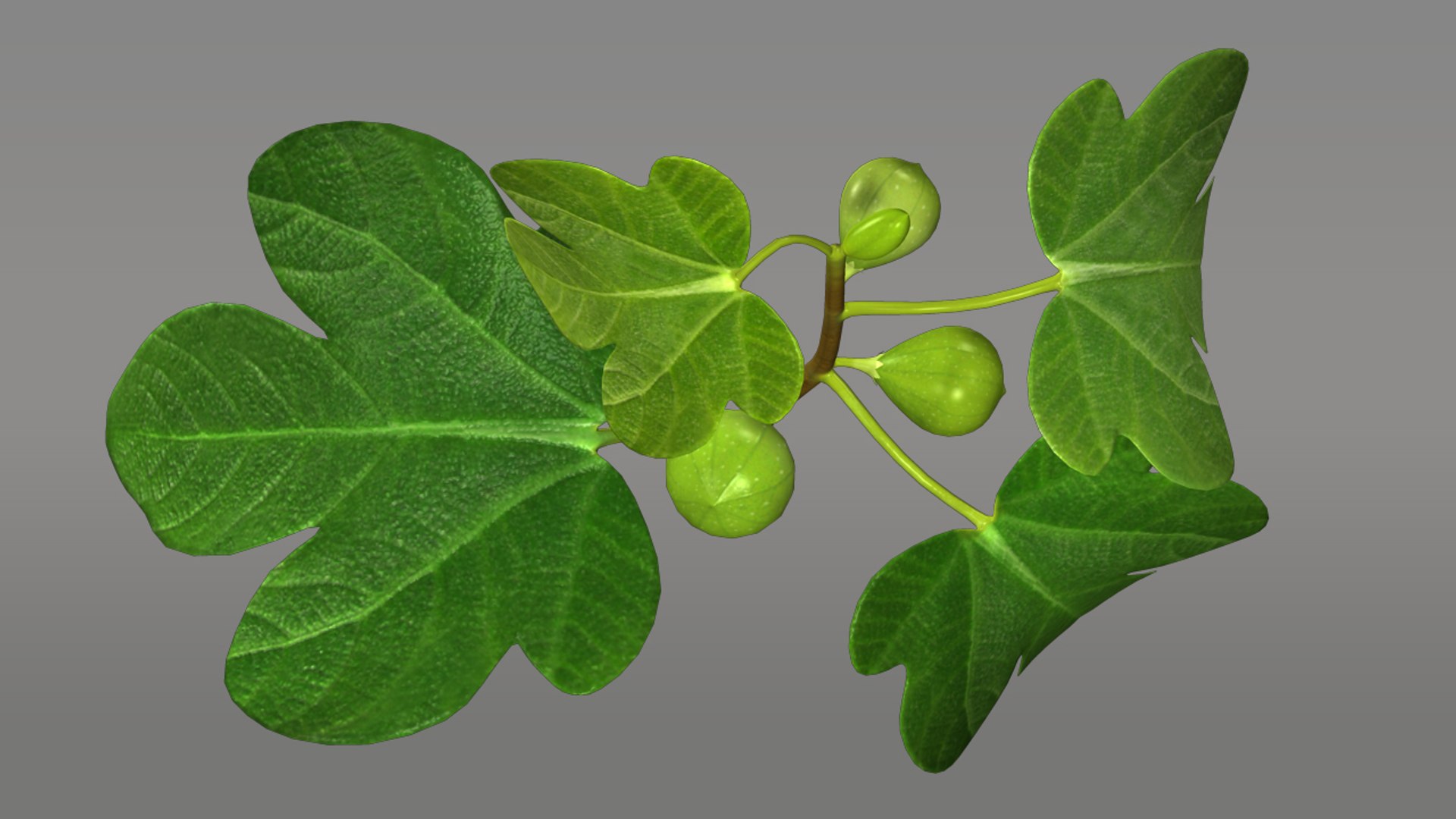 Maya Ficus Trees Shrubs